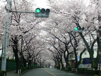 sakura01.jpg