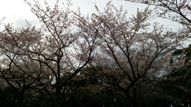 最後の桜.jpg