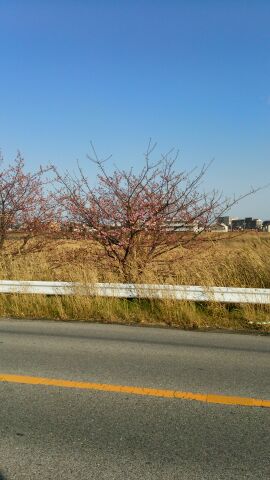 河津桜.jpg