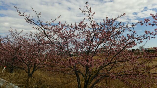 河津桜２.jpg