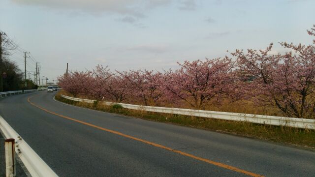 河津桜３.jpg