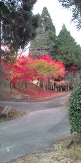 紅葉.jpg