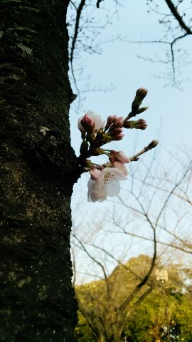 開花宣言.jpg